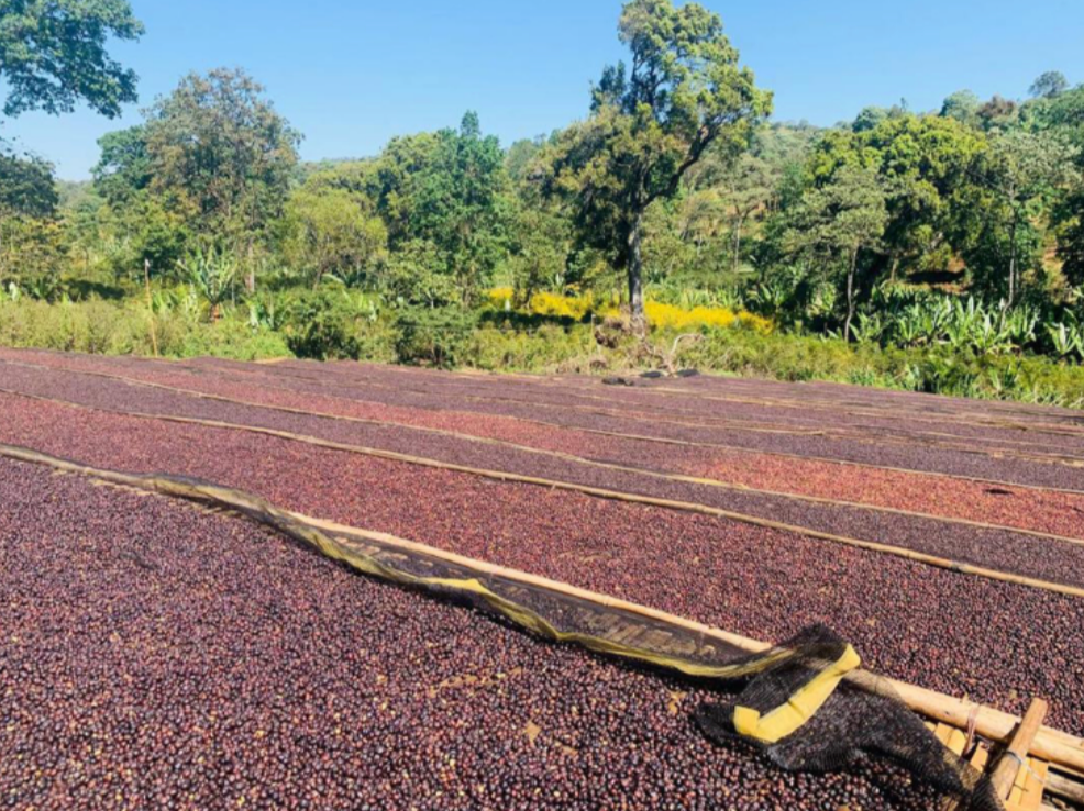 Washed vs. Natural Coffee: What Processing Means